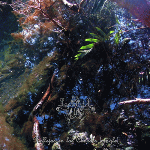 Lapageria Rosea : Reflejos en los Charcos